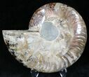 Agatized Ammonite Fossil (Half) #22265-1
